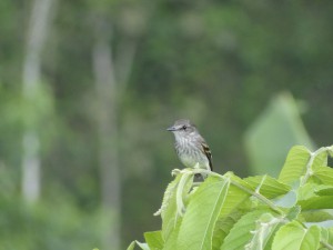 Myiophobus fasciatus crypterythrus / Mosquerito Pechirrayado / Moucherolle fascié / Bran-colored Flycatcher