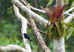 Capito squamatus ♀- Barbudo frentinaranja - Orange-fronted Barbet