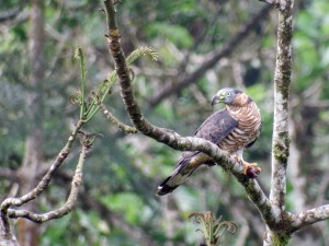 Chondrohierax uncinatus ♀- Hook-billed Kite - Elanio Piquiganchudo - Milan bec-en-croc