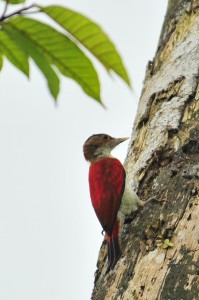 ?Veniliornis callonotus /Scarlet-backed Woodpecker /
