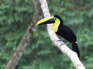 ?Ramphastos brevis / Tucán del Chocó/ Chocó Toucan / Toucan du Choco