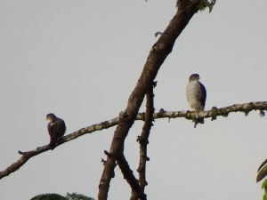 Accipiter superciliosus / Azor Chico / Tiny Hawk / Epervier nain