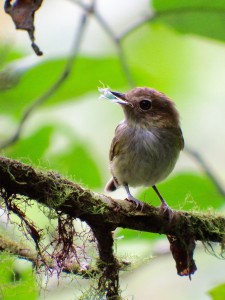 Lophotriccus pileatus / Cimerillo Crestiescamado  / Scale-crested Pygmy-Tyrant / Todirostre chevelu