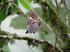 Catharus ustulatus / Zorzal de swainson / Swainson's thrush / grive à dos olive