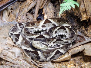 Bothrops asper/ Equis del occidente / Terciopelo / Fer-de-lance