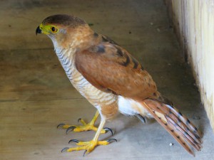 Accipiter superciliosus Juv / Azor Chico / Tiny Hawk / Epervier nain