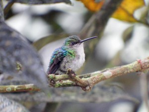 colibri