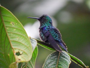 colibri1