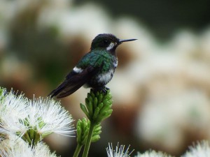 colibri3