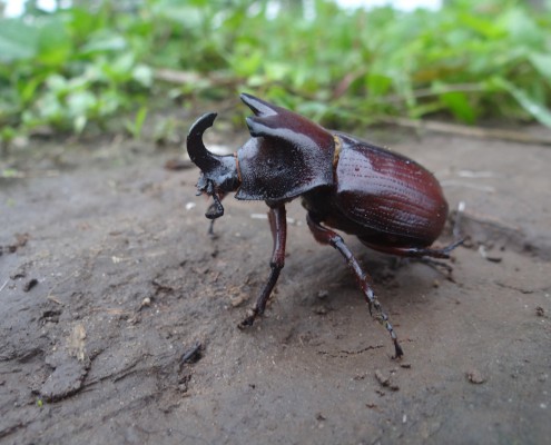 Megaceras sp. / Scarabée-rhinocéros / Rhinoceros Beetle
