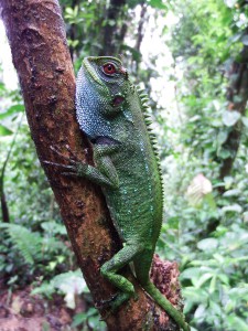 Enyalioides oshaughnessy / Lagartijas de plao ojirrojas / Red-eyed woodlizard