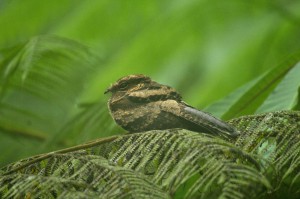 Nyctidromus albicollis / Parauque / Chotacabras Pauraque /Engoulevent pauraqué