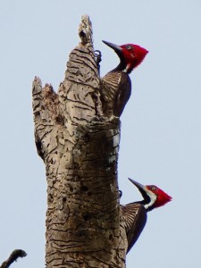 ?Campephilus gayaquilensis / Guayaquil Woodpecker / Carpintero Guayaquileño /