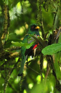 trogon collaris ♂ / Collared Trogon / Trogon Collarejo / Trogon rosalba