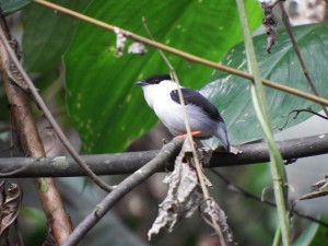 Manacus manacus ♂ / Saltarin Barbiblanco / White-bearded manakin / Manakin casse-noisette