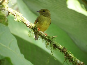 Manacus manacus ♀ / Saltarin Barbiblanco / White-bearded manakin / Manakin casse-noisette