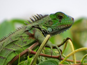 Iguana iguana