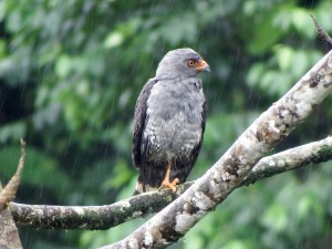 plumbeus hawk